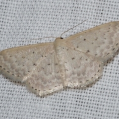 Idaea philocosma (Flecked Wave) at Freshwater Creek, VIC - 11 Feb 2024 by WendyEM