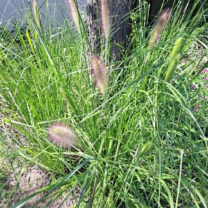 Cenchrus purpurascens at Watson, ACT - 21 Mar 2024