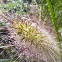 Cenchrus purpurascens at Watson, ACT - 21 Mar 2024