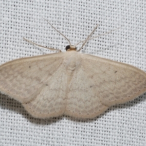 Scopula optivata at Freshwater Creek, VIC - 11 Feb 2024