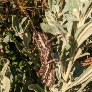 Monistria concinna at Kosciuszko National Park - 19 Mar 2024