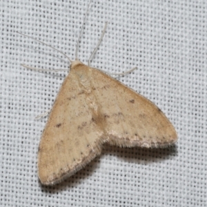 Scopula rubraria at Freshwater Creek, VIC - 11 Feb 2024 10:57 PM