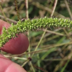 Setaria verticillata (Whorled Pigeon Grass) at Franklin Grassland (FRA_5) - 28 Feb 2024 by AndyRoo