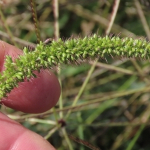 Setaria verticillata at Franklin Grassland (FRA_5) - 28 Feb 2024