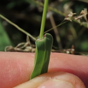 Setaria verticillata at Franklin Grassland (FRA_5) - 28 Feb 2024 11:46 AM