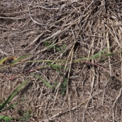 Setaria verticillata at Franklin Grassland (FRA_5) - 28 Feb 2024 11:46 AM