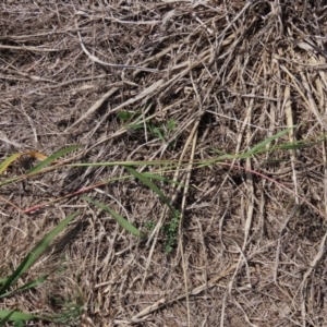 Setaria verticillata at Franklin Grassland (FRA_5) - 28 Feb 2024 11:46 AM