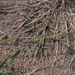 Setaria verticillata at Franklin Grassland (FRA_5) - 28 Feb 2024