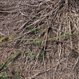 Setaria verticillata at Franklin Grassland (FRA_5) - 28 Feb 2024