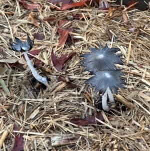 Coprinellus etc. at Campbell, ACT - suppressed