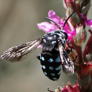 Thyreus caeruleopunctatus at ANBG - 21 Mar 2024