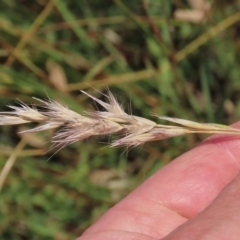 Rytidosperma sp. (Wallaby Grass) at Franklin, ACT - 28 Feb 2024 by AndyRoo