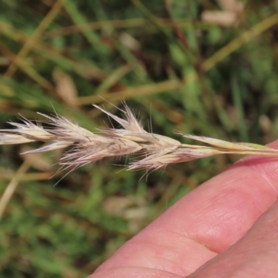 Rytidosperma (genus) (Wallaby Grass) at Budjan Galindji (Franklin Grassland) Reserve - 28 Feb 2024 by AndyRoo
