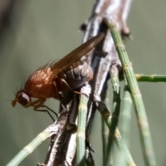 Rhagadolyra magnicornis (Lauxaniid fly) at Higgins, ACT - 21 Mar 2024 by Untidy