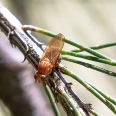 Rhagadolyra magnicornis at Higgins Woodland - 21 Mar 2024