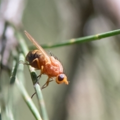 Rhagadolyra magnicornis at Higgins Woodland - 21 Mar 2024