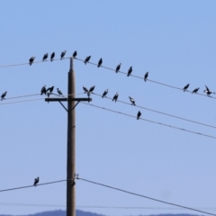 Gymnorhina tibicen (Australian Magpie) at Jerrabomberra Wetlands - 21 Mar 2024 by RodDeb