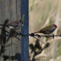 Stizoptera bichenovii at Jerrabomberra Wetlands - 21 Mar 2024