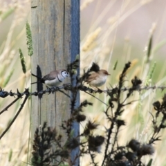 Stizoptera bichenovii at Jerrabomberra Wetlands - 21 Mar 2024