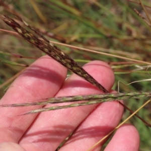 Bothriochloa macra at Budjan Galindji (Franklin Grassland) Reserve - 28 Feb 2024 11:58 AM