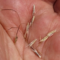 Bothriochloa macra at Budjan Galindji (Franklin Grassland) Reserve - 28 Feb 2024 11:58 AM