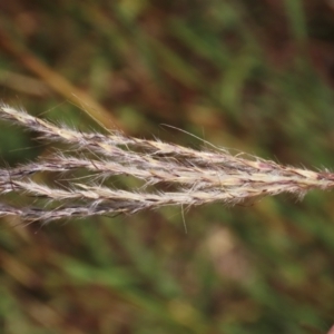 Bothriochloa macra at Budjan Galindji (Franklin Grassland) Reserve - 28 Feb 2024 11:58 AM