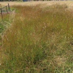 Bothriochloa macra at Budjan Galindji (Franklin Grassland) Reserve - 28 Feb 2024 11:58 AM