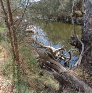 Hydromys chrysogaster at Northam, WA - suppressed