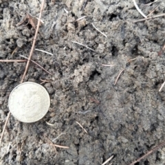 Hydromys chrysogaster at Northam, WA - suppressed