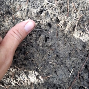 Hydromys chrysogaster at Northam, WA - suppressed