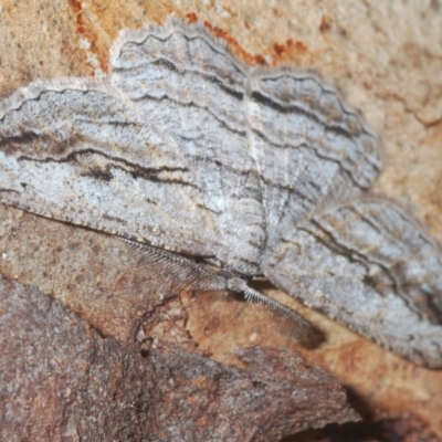 Scioglyptis loxographa (Light Grey Bark Moth) at Percival Hill - 20 Mar 2024 by Harrisi