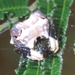 Celaenia excavata (Bird-dropping spider) at Nicholls, ACT - 20 Mar 2024 by Harrisi