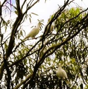 Columba livia at Northam, WA - suppressed