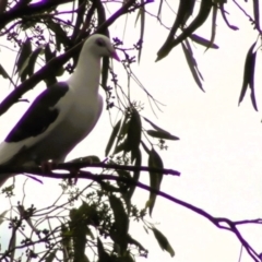 Columba livia at Northam, WA - suppressed