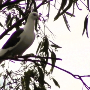 Columba livia at Northam, WA - suppressed