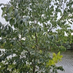 Celtis australis (Nettle Tree) at Fyshwick, ACT - 14 Mar 2024 by Jiggy