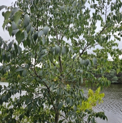 Celtis australis (Nettle Tree) at Central Molonglo - 15 Mar 2024 by Jiggy