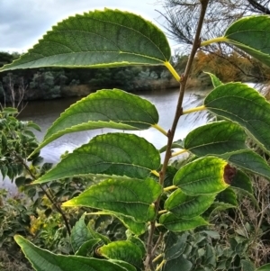 Celtis australis at Central Molonglo - 15 Mar 2024