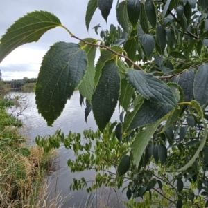 Celtis australis at Central Molonglo - 15 Mar 2024 09:17 AM