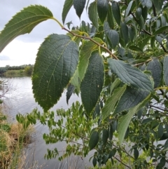 Celtis australis at Central Molonglo - 15 Mar 2024 09:17 AM