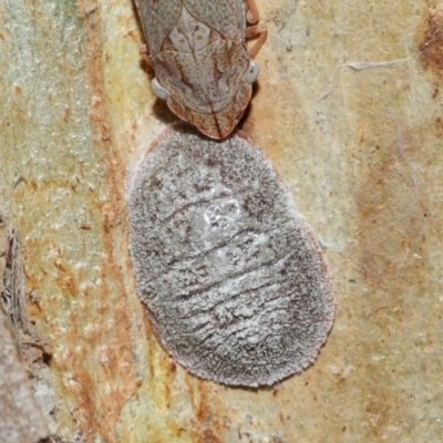 Eriococcidae sp. (family) (Unidentified felted scale) at Capalaba, QLD - 27 Jan 2024 by TimL