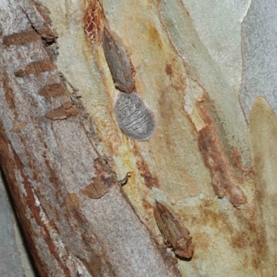 Ledromorpha planirostris at Capalaba, QLD - 27 Jan 2024 by TimL