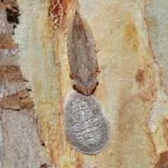 Stenocotis depressa at Capalaba, QLD - 27 Jan 2024 11:26 AM