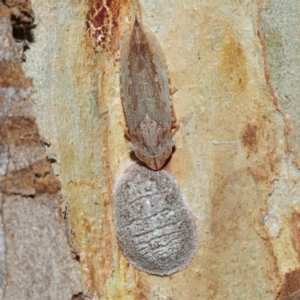 Stenocotis depressa at Capalaba, QLD - 27 Jan 2024 11:26 AM