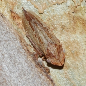 Stenocotis depressa at Capalaba, QLD - 27 Jan 2024 11:26 AM
