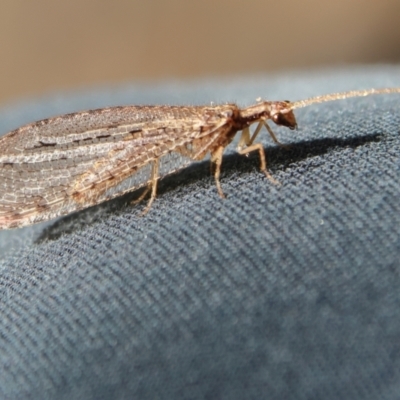 Stenosmylus tenuis (Osmylid lacewing) at Higgins, ACT - 21 Mar 2024 by Trevor