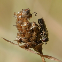 Eumerus sp. (genus) (A hoverfly) at Higgins Woodland - 21 Mar 2024 by MichaelWenke