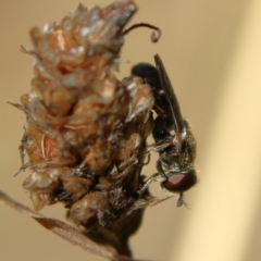 Eumerus sp. (genus) at Higgins Woodland - 21 Mar 2024 04:45 PM