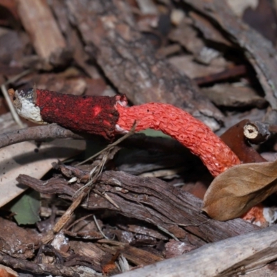 Phallus rubicundus (Phallus rubicundus) at Wellington Point, QLD - 1 Feb 2024 by TimL