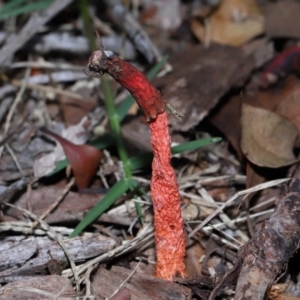 Phallus rubicundus at Wellington Point, QLD - 1 Feb 2024 12:50 PM